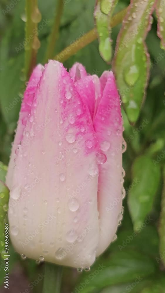 Beautiful red tulip on a background of green leaves stirs in the raining.Vertical video Beautiful red tulip on a background of green leaves stirs in the raining.Vertical video