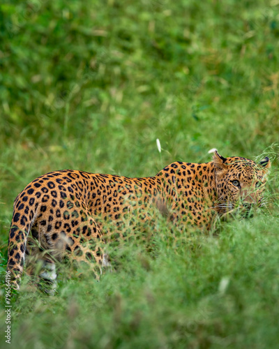 indian wild shy female leopard or panther or panthera pardus head turn with eye contact camouflage face in long grass in monsoon green season at jhalana leopard reserve forest jaipur rajasthan india
