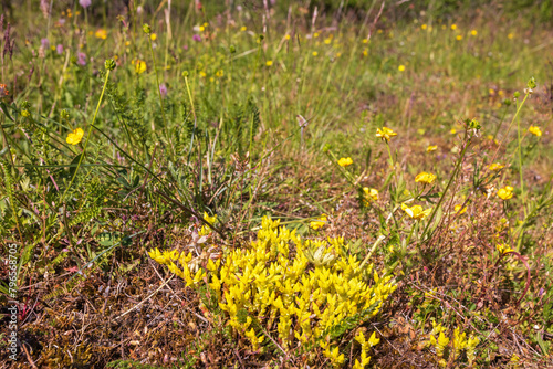 Goldmoss stonecrop Growing on a summer meadow photo