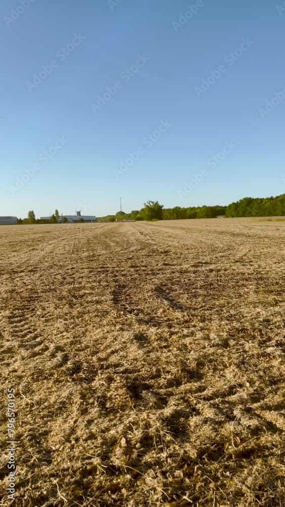 Harvested Agricultural Field. Autumn scene of a harvested corn or soybean field with fresh tracks from a combine in the soil. Blue morning skies and green leafy trees surround the scene. Harvested Agricultural Field. Autumn scene of a harvested corn or soybean field with fresh tracks from a combine in the soil. Blue morning skies and green leafy trees surround the scene.