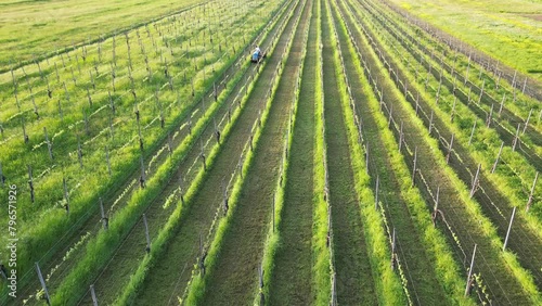 winemaker farmer grows vines in the countryside with  organic biologic methods - cut the grass between the rows with  tractor and avoid using chemicals and copper phosphates on the plant and grapes   photo