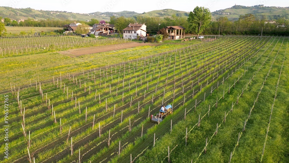 winemaker farmer grows vines in the countryside with organic biologic methods - cut the grass between the rows with tractor and avoid using chemicals and copper phosphates - Oltrepo Pavese Broni