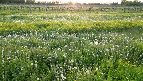 Obraz na płótnie beautiful field of spontaneous wildflowers in spring with dandelion flower and dandelion - cut the grass between the rows with tractor w salonie