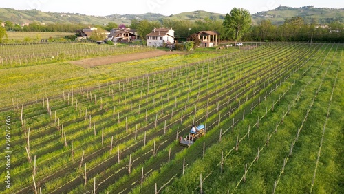 winemaker farmer grows vines in the countryside with  organic biologic methods - cut the grass between the rows with  tractor and avoid using chemicals and copper phosphates - Oltrepo Pavese Broni  photo