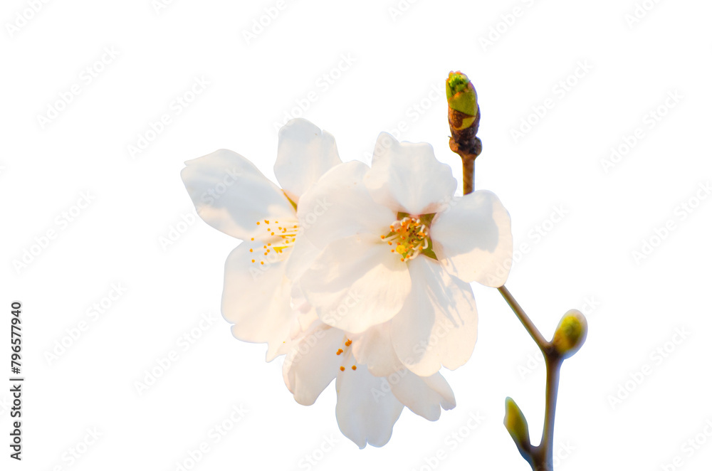 Obraz premium Beautiful sakura flowers isolate on transparent background.cherry blossom