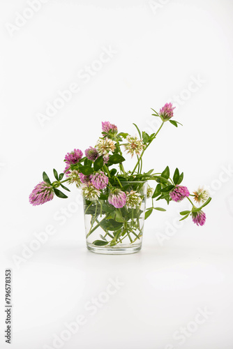 Wallpaper Mural Red clover on white background in close up. Red clover is a clowering plant used in traditional medicine. Torontodigital.ca