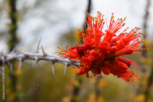 Octillio Cactus blossom photo