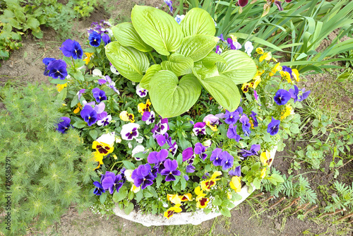 Decorative  spring flowers viola cornuta in vibrant violet and yellow color, purple yellow pansies. photo
