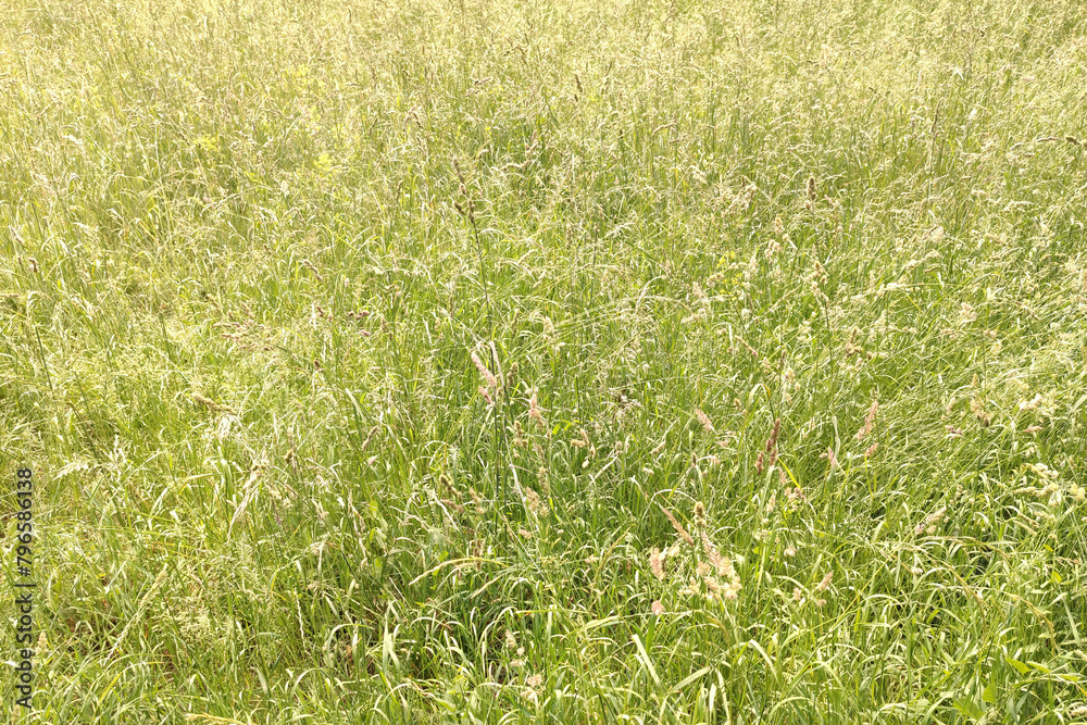 Bentgrass. Background of meadow grasses, close-up. Grass of meadow is dry and fluffy. Soft and gentle color of summer or autumn. Bentgrass. Background of meadow grasses, close-up. Grass of meadow is dry and fluffy. Soft and gentle color of summer or autumn.