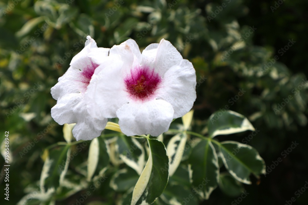 Obraz premium ソケイノウゼン