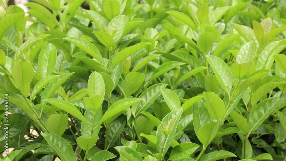 Windy breezy bush with green leaves in park slow motion Windy breezy bush with green leaves in park slow motion