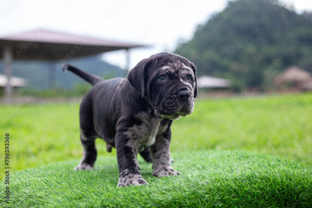 Selective focus, cute black pitbull mix puppy on green artificial grass. The pattern of a beautiful black and white puppy. and is a pattern that is hard to find Selective focus, cute black pitbull mix puppy on green artificial grass. The pattern of a beautiful black and white puppy. and is a pattern that is hard to find