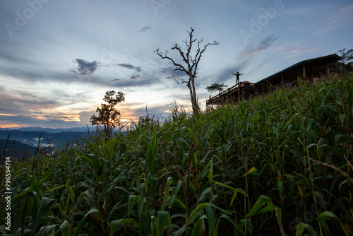 Cornfield landscape on the mountain of a hill tribe home in the evening. The corn is growing beautifully. Happy farmer
