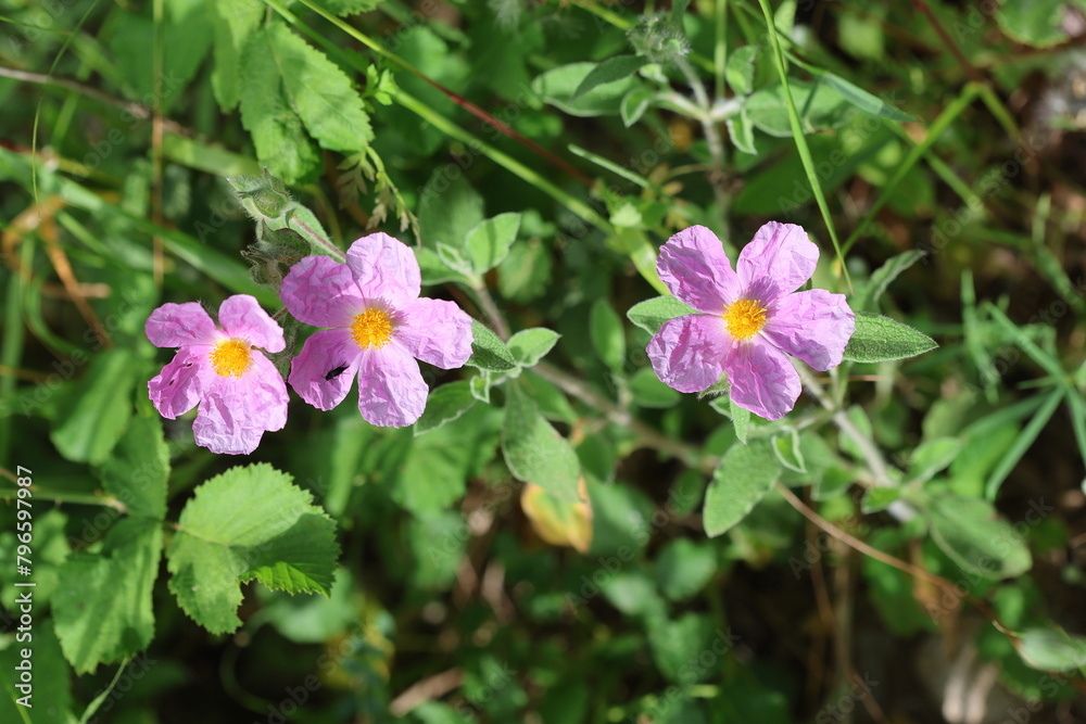 Cistus creticus is a species of shrubby plant in the family Cistaceae. Cistus creticus is a species of shrubby plant in the family Cistaceae.