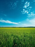 A minimalist Japanese rice field stretching into the horizon under a clear blue sky.