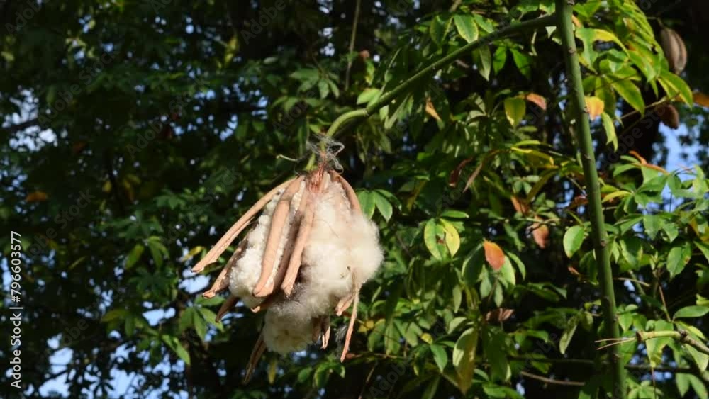 Natural white silk cotton tree bud in Langkawi Malaysia. Natural white silk cotton tree bud in Langkawi Malaysia.