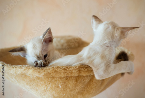 Balinesen Kätzchen in ihrem Katzenbett