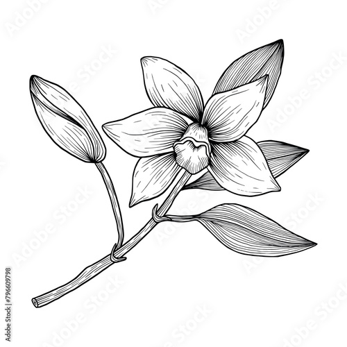 Vanilla flower on a stem with buds and leaves. Hand drawn vanilla orchid. Line art illustration of vanilla. Vanilla on isolated background