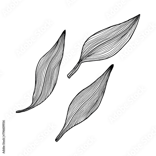 Hand drawn vanilla leaves. Three sheets on an isolated background in line art style. Orchid plant leaves drawn in ink