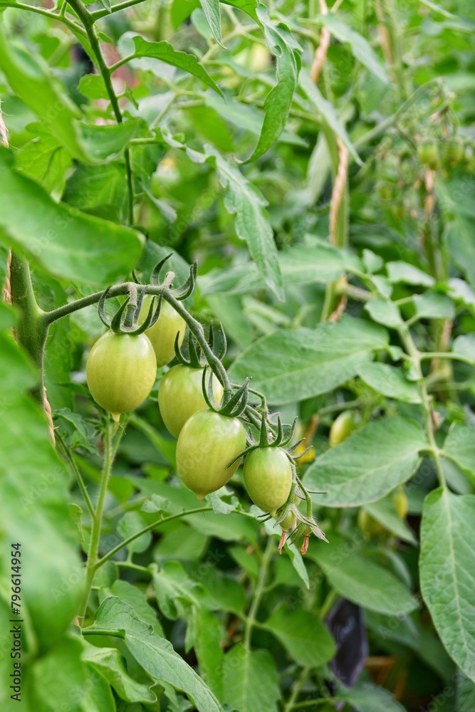 Tomatoes ripen on a branch in a greenhouse Tomatoes ripen on a branch in a greenhouse