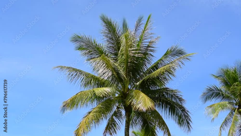 Palm tree with moving top branches on blue sky background. Palm tree with moving top branches on blue sky background.