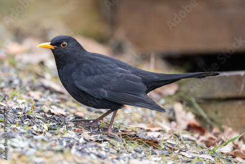 blackbird on the ground © Johan