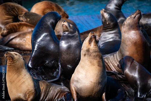Portrait of Sea lions (Zalophus californianus) on a pier in San Francisco, California (USA). A colony of wild predators is a popular tourist attraction at Fisherman’s wharf. Relaxing eared seals.  photo