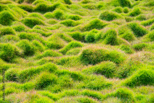 Small grass hills with fresh bright green blades of grass in a park in Los Angeles in sunny spring. Natural background with selective focus. Plants in an area with numerous bumps, light and shadow.