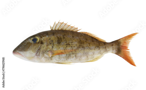 Fresh emperor fish isolated on white background photo