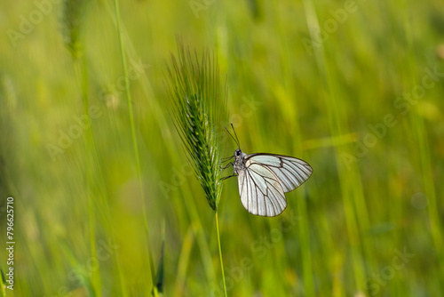 Black-veined White,Aporia crataegi, turkısh name alıç kelebeği