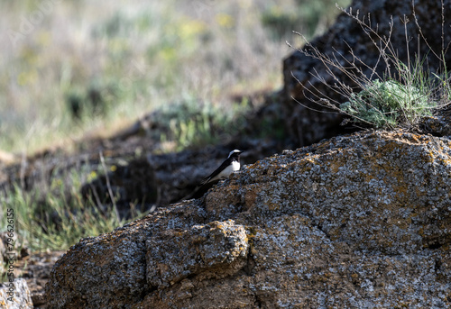 A white-headed wheatear sits on a hill and sings in the steppe on a sunny day