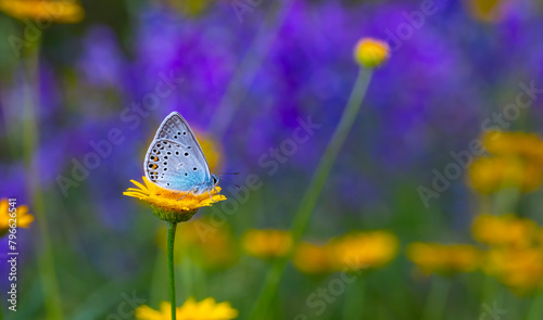 blue butterfly on yellow flower on purple background, Amanda blue, Polyommatus amandus photo