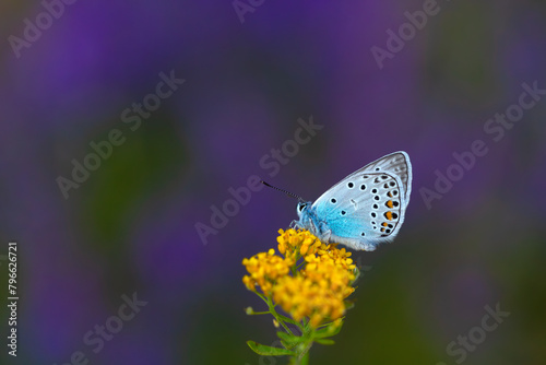 blue butterfly on yellow flower on purple background, Amanda blue, Polyommatus amandus