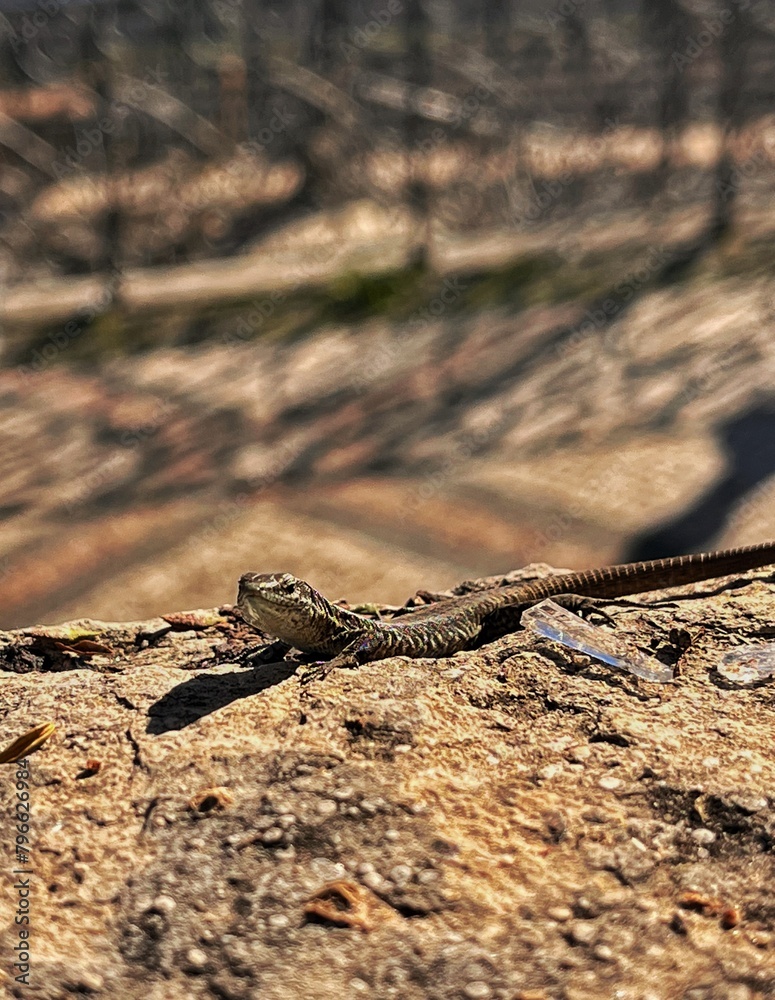 lizard on the rock lizard on the rock