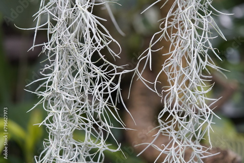 Spanish moss (Tillandsia usneoides) is an epiphytic flowering plant that often grows upon large trees in tropical and subtropical climates. Hanover – Berggarten, Germany.