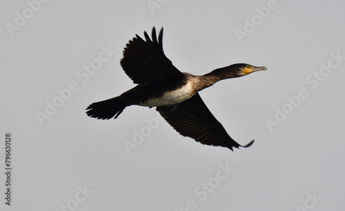 Cormorano in volo