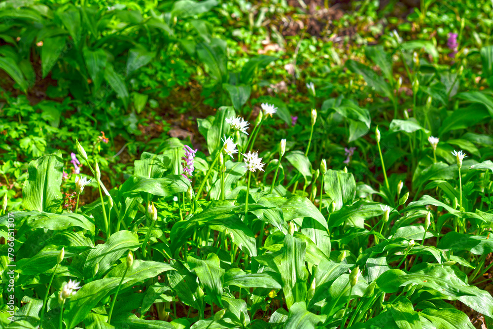 Bärlauch (Allium ursinum) in der Bulau bei Hanau/Hessen Bärlauch (Allium ursinum) in der Bulau bei Hanau/Hessen