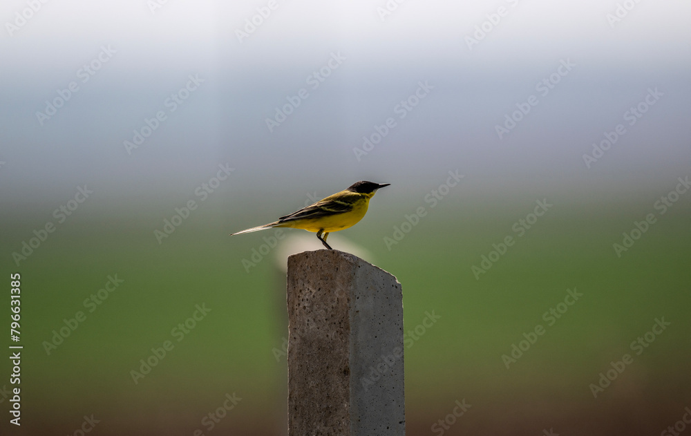 Fototapeta premium A yellow wagtail sits on a hill and sings in the steppe on a sunny day