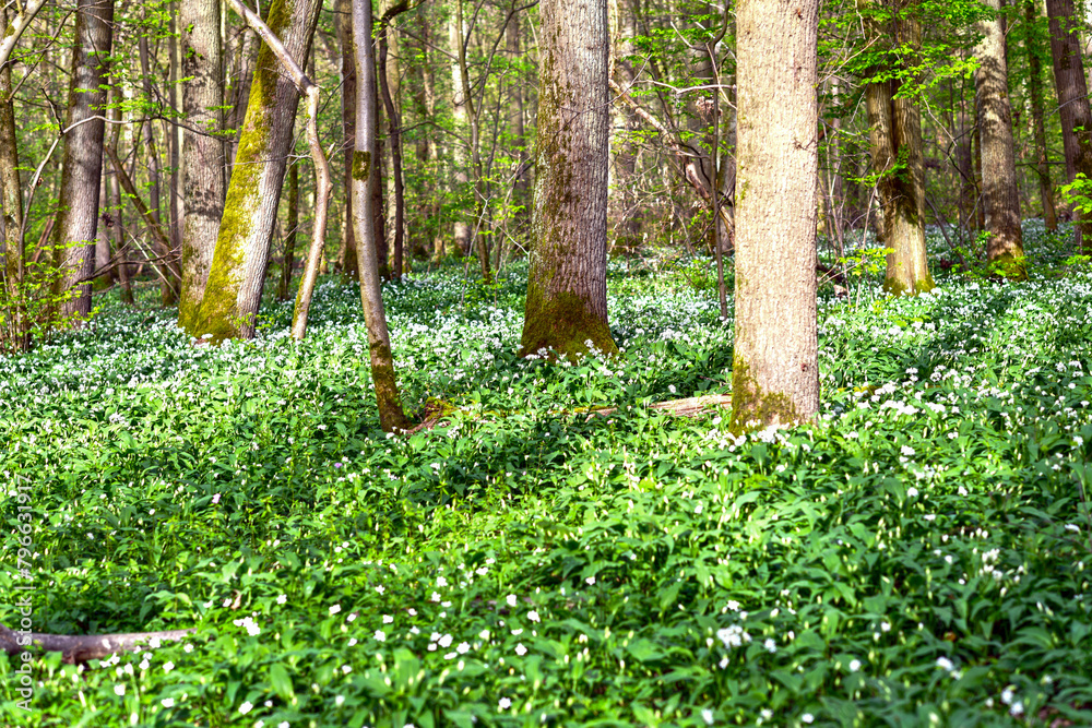 Bärlauch (Allium ursinum) in der Bulau bei Hanau/Hessen Bärlauch (Allium ursinum) in der Bulau bei Hanau/Hessen