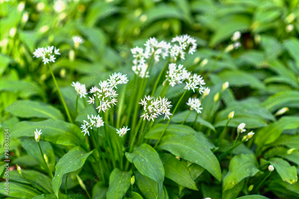 Bärlauch (Allium ursinum) in der Bulau bei Hanau/Hessen 
