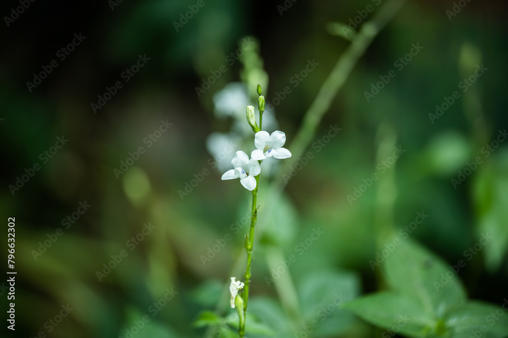 Grass flowers in the big forest Grass flowers in the big forest