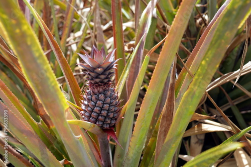 Ananas (Ananas comosus, Sorte Schwarze Ananas), unreife Frucht, Obst, Pflanze, Antigua, Karibik photo