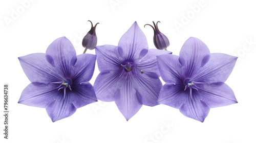 Platycodon grandiflorus flowers on white background ,A purple Platycodon grandiflorus flower on a white background,beautiful bouquet from Bell flowers isolated on white background
 photo