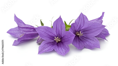 Platycodon grandiflorus flowers on white background ,A purple Platycodon grandiflorus flower on a white background,beautiful bouquet from Bell flowers isolated on white background 