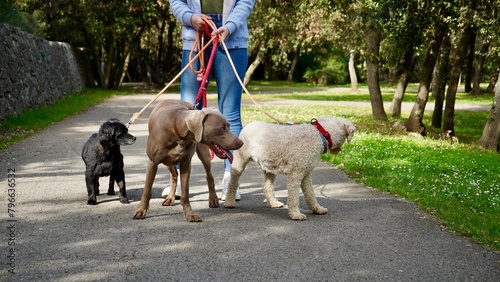   An unrecognisable person walking large group of dogs on a leash in the park.  