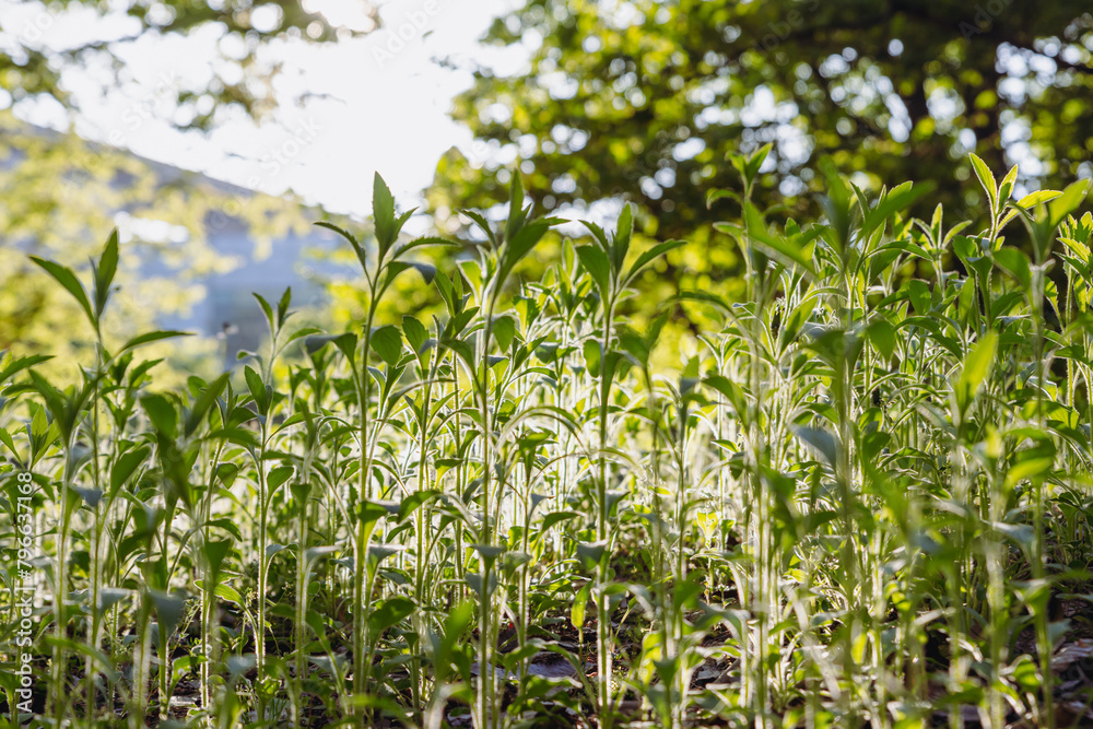Fototapeta premium green field