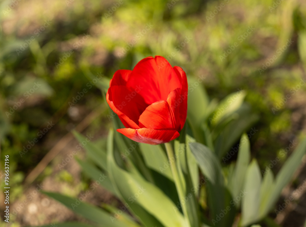 red tulip bloomed on a flower bed outdoors