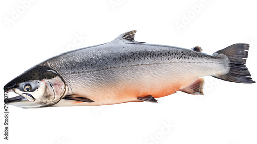Fresh salmon ocean fish isolated on white background