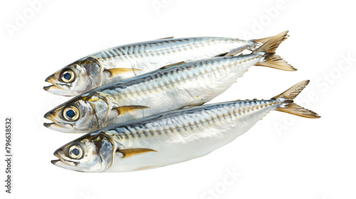 Fresh sardine ocean fish isolated on white background