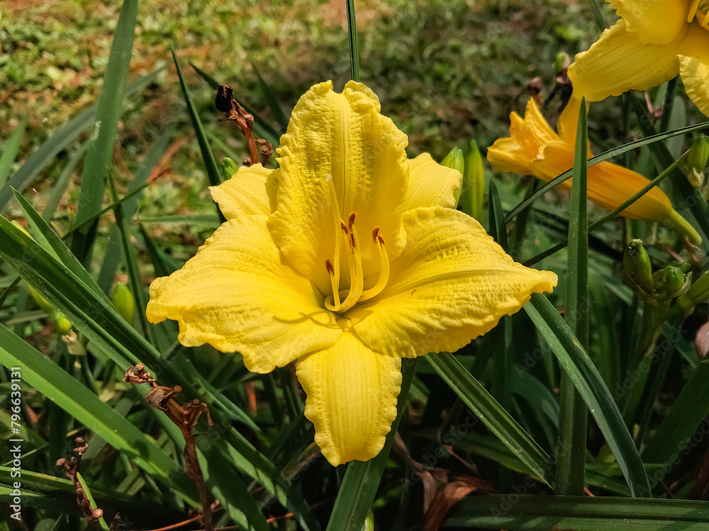 Fototapeta premium yellow flower in the garden
